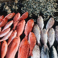 Fresh fish