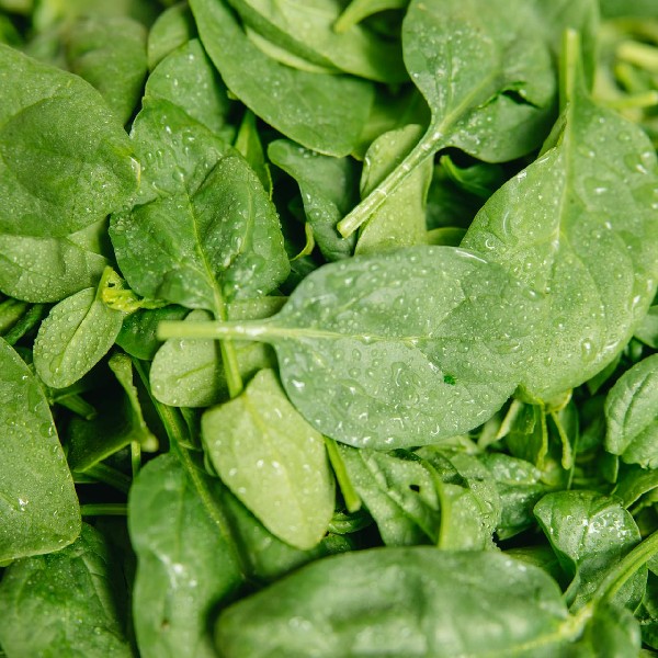 Spinach: The Leafy Green Powerhouse of Nutrition