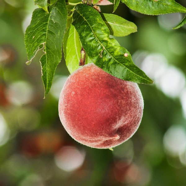 Peaches: Nature's Juicy Delights Bursting with Flavor and Nutrition