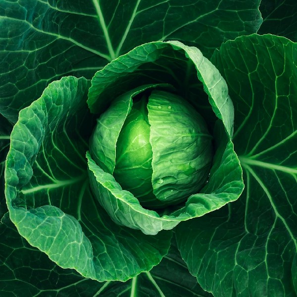 Cabbage: The Versatile and Nutrient-Packed Vegetable